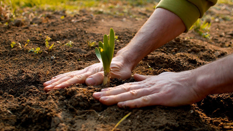 ORGANIC MATTERS ORIGINAL LIVING SOIL